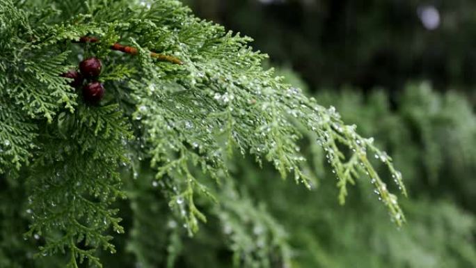 雨中柏树叶子和种子的特写