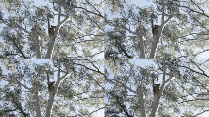 考拉熊高高地栖息在澳大利亚本土的桉树中，坐落在两个大树枝之间。
