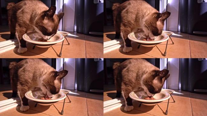 雪鞋家猫在白色碗上吃湿猫食的特写镜头