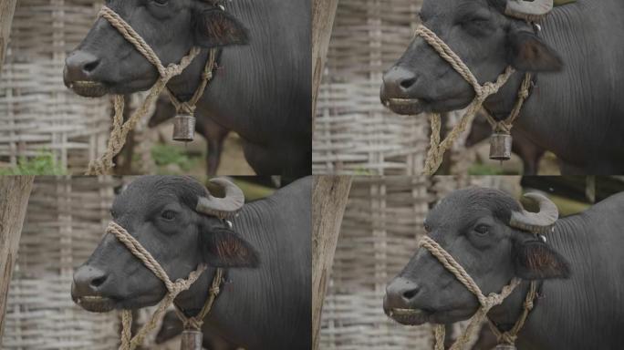 水牛看着相机拍打耳朵在白天驱除苍蝇的镜头。