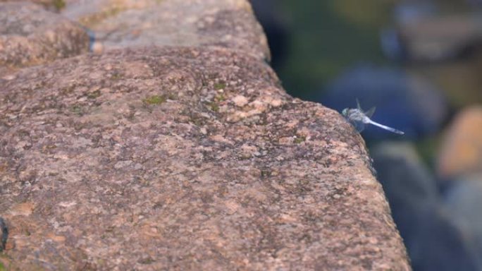 蜻蜓在溪流旁的石头上休息