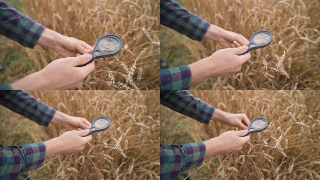 一个农民站在黑麦田里，用放大镜观察黑麦穗和种子，生态学家分析植物的生长。