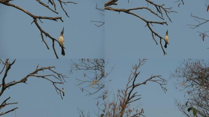 犀鸟坐在枯树的树枝上呼唤并打开和关闭翅膀