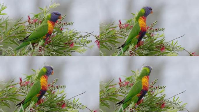 栖息在红色瓶刷上的彩虹鹦鹉的高帧率剪辑