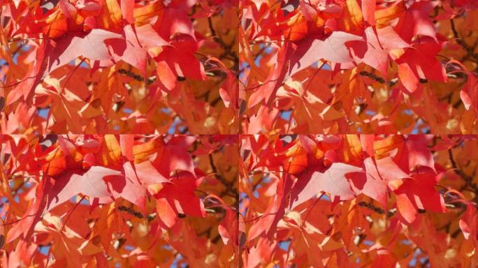 秋天的风景，红枫叶在树上的树枝上摇曳，在温暖的秋日在公园的街道上摇曳，近景。彩色天然树叶特写视图