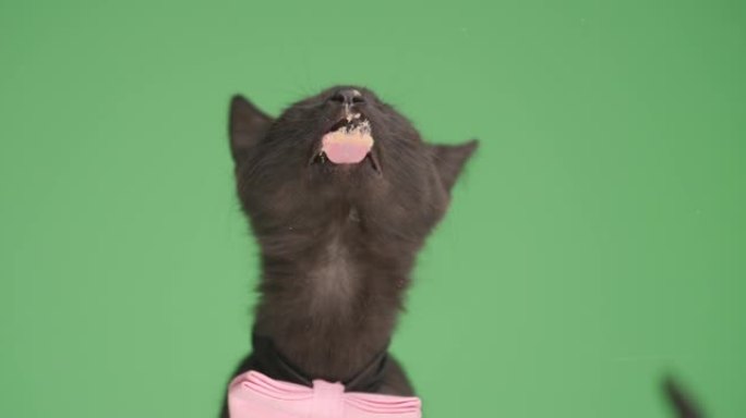 饥饿的黑色小猫，粉红色领结，抬头，伸出舌头，在工作室里舔绿色背景上的透明玻璃