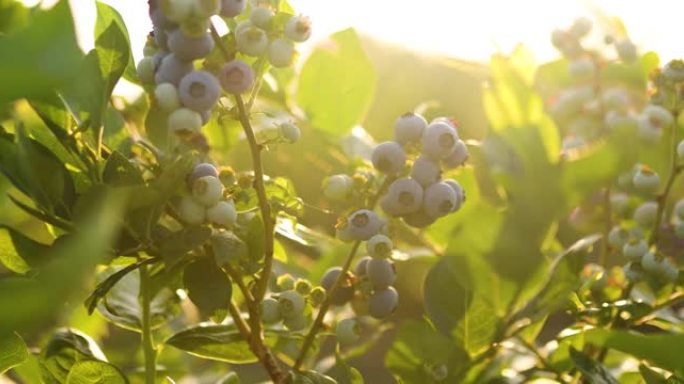 日落时分的蓝莓灌木，有机成熟的多汁浆果，准备采摘