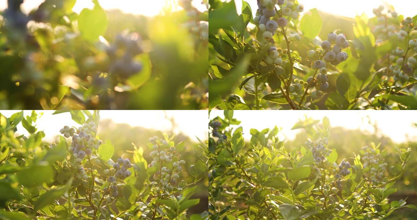 日落时分的蓝莓灌木，有机成熟的多汁浆果，准备采摘