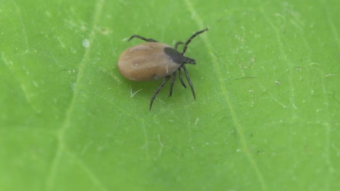 肩胛骨Ixodes tick宏。臃肿的寄生虫喝醉了血，危险的虫螨。脑炎，莱姆病感染。