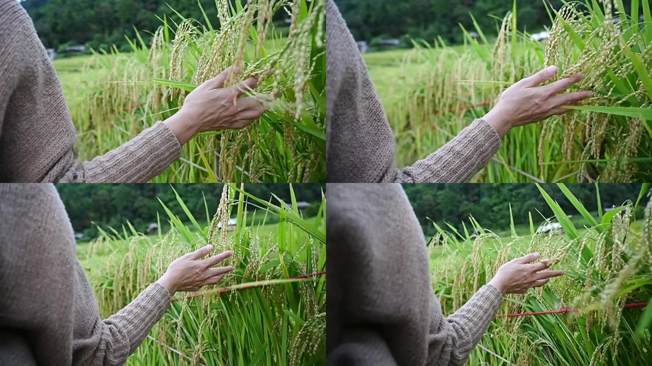 女人走过稻田，她的手抚摸着米粒。