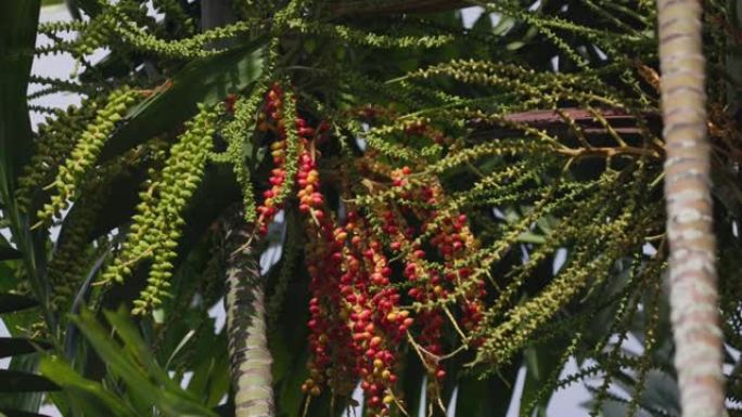 麦克阿瑟棕榈果实在树上成熟。