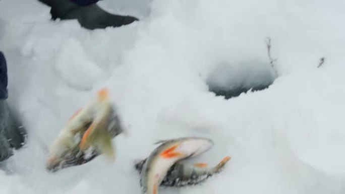 冬季冰钓，鲈鱼渔夫在冰上捕捞。选择性聚焦。慢动作