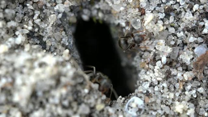 天井石接缝之间蚂蚁挖洞的微小通道的超动物，对返回蚂蚁的控制，甲虫科