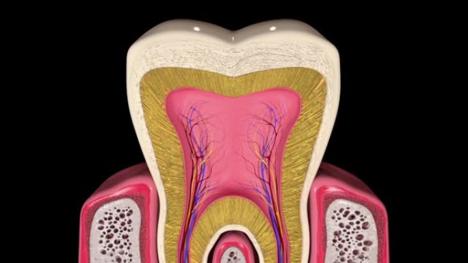 人类牙齿的横截面解剖