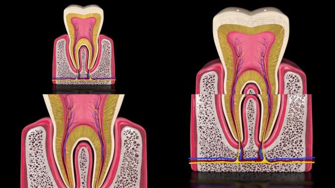 人类牙齿的横截面解剖