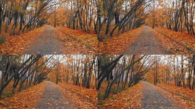 秋天。小巷里满是落枯的橙叶。城市公园的金秋。树叶。多云的天气。印度夏天。美丽的大自然。9月，10月。