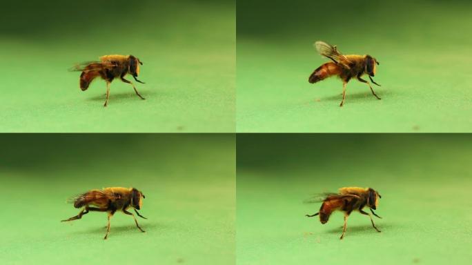 花蝇在绿色背景上清洁自己。
也称为食蚜蝇或食蚜蝇，构成昆虫科食蚜蝇。
美丽的虫子被隔离了。
昆虫，虫