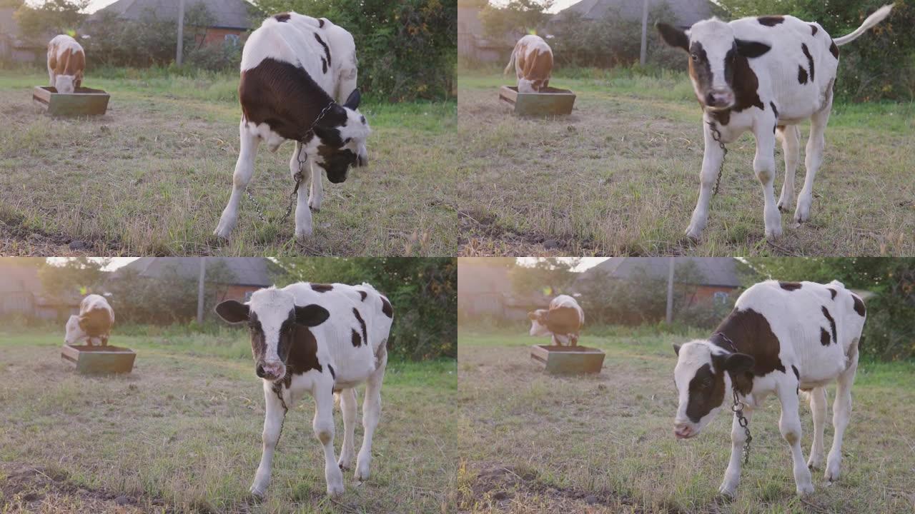 一只幼小牛犊在阳光明媚的夏日吃新鲜多汁的草。农业，养牛。母牛在牧场中以干草为食