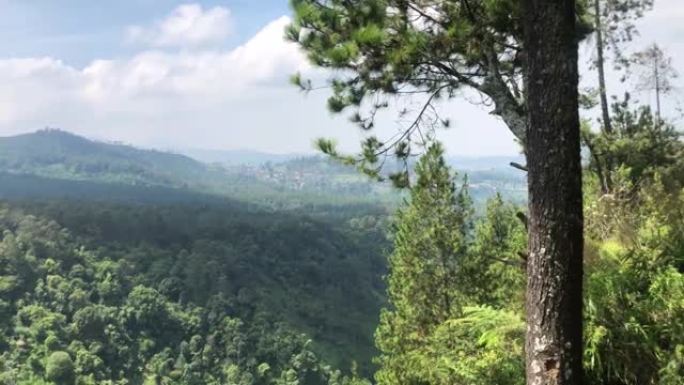 一棵树后面的绿色森林，背景是蓝天