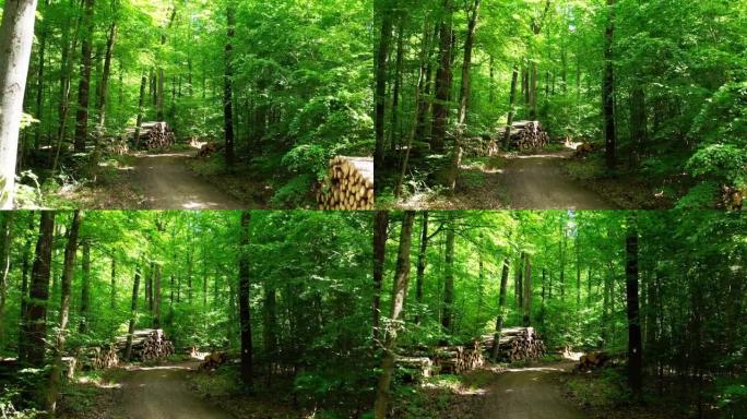 在春季穿越木材林航拍森林原始