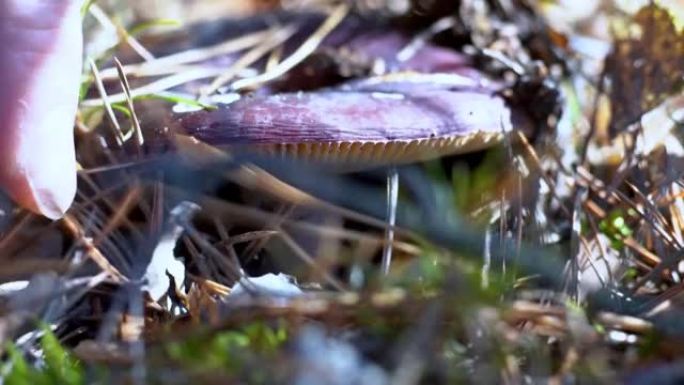 红菇采摘者在森林里用刀子切蘑菇。秋天收集蘑菇。一个安静狩猎的林务员。蘑菇特写的手和帽子。秋。苔藓和菌