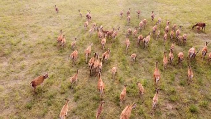 大批野生ro在野外自然中奔跑，穿越草地黄金时段。空中无人机4k镜头。自然景观中的动物