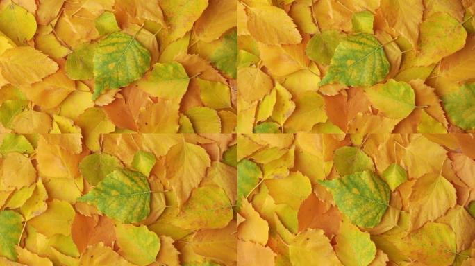 黄色的秋桦叶旋转。秋季背景，复制空间。