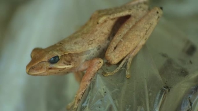 棕色木头上青蛙的特写镜头。白天的青蛙。蛙是能在陆地和水上生活的两栖动物之一。