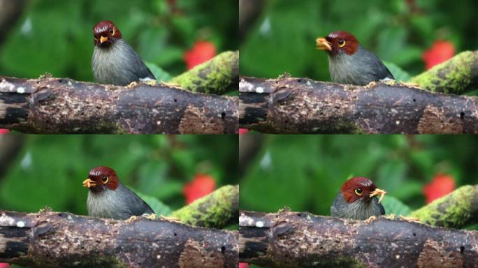 自然野生动物镜头栗子兜帽的小鸟吃蠕虫