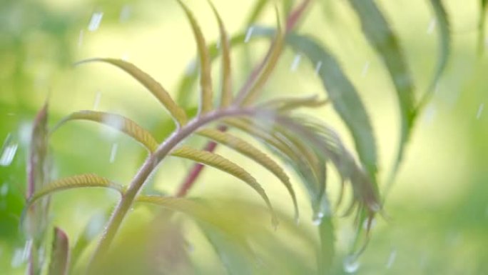 慢动作雨滴在雨中从绿叶蕨类植物中滴落。特写水滴绿叶前景。巨雨落在绿色植物叶子上。平静放松的冥想平静的