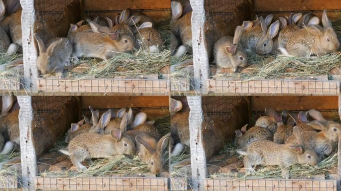 家庭农场的笼子里有许多不同的兔子