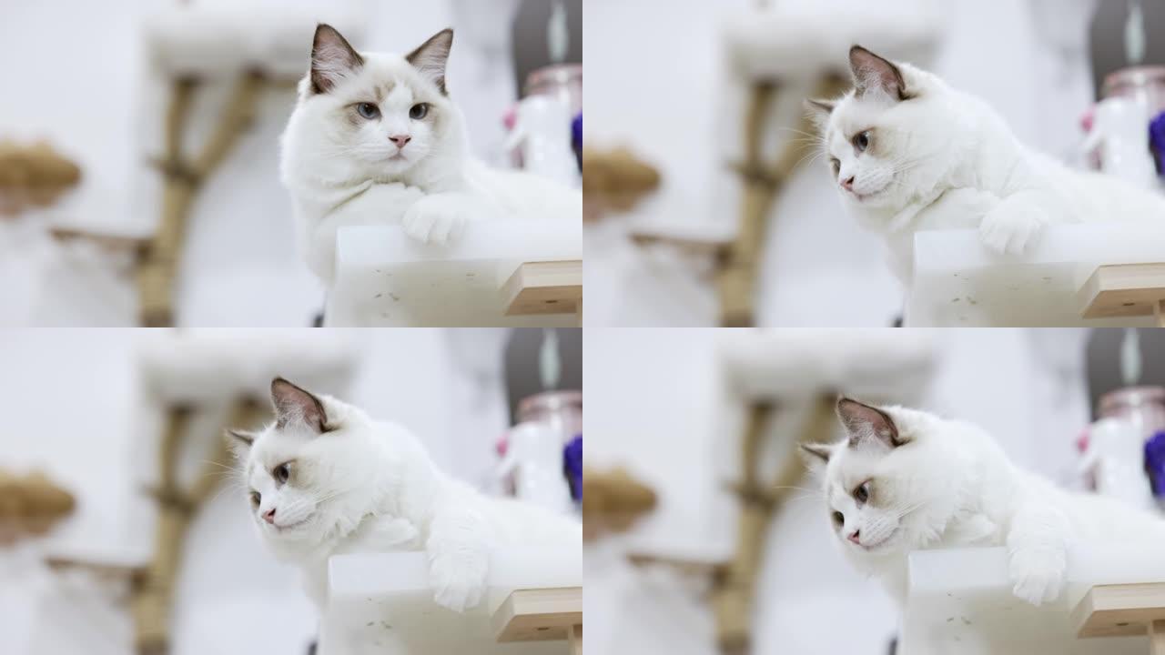 可爱的白色布娃娃猫坐在家里的桌子上。