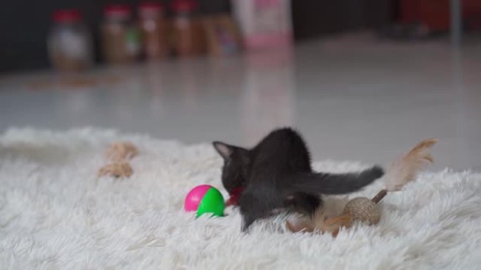 室内白色地毯上玩耍的黑色小猫。
