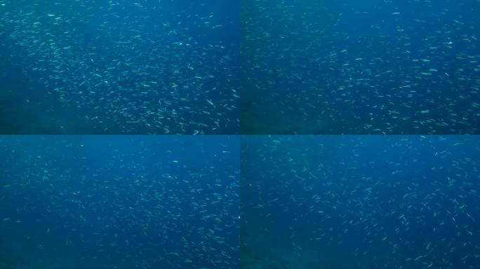 蓝色短跑的大浅滩，精致的圆形鲱鱼或蓝背短跑 (Spratelloides delicatulus)。
