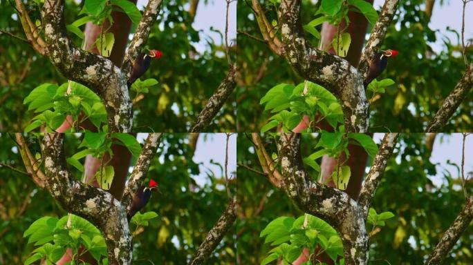 线状啄木鸟-Dryocopus lineatus非常大的啄木鸟，红头啄木的黑鸟，从墨西哥到阿根廷的居