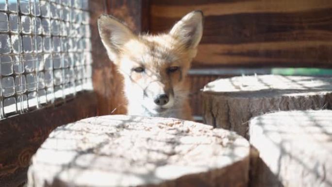 红狐狸，有着美丽的橙色眼睛。自然保护区的野生动物。兽医