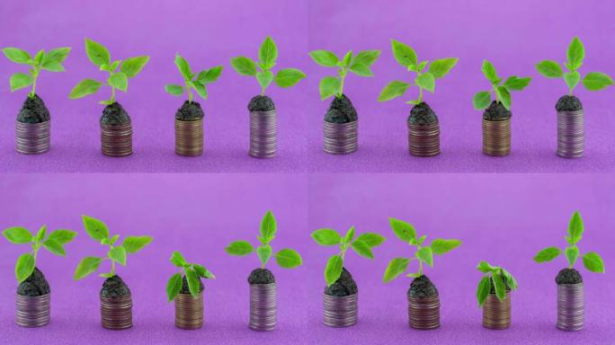 绿色植物枯萎和生命的行硬币的停止运动动画4k延时植物生长在货币硬币上业务增长投资概念