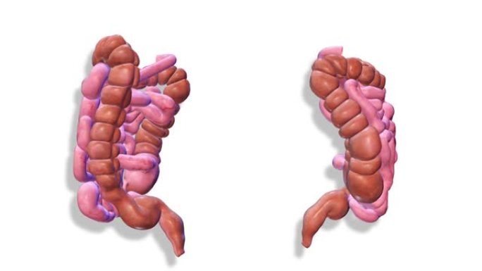肠道，内脏3D渲染，人体解剖