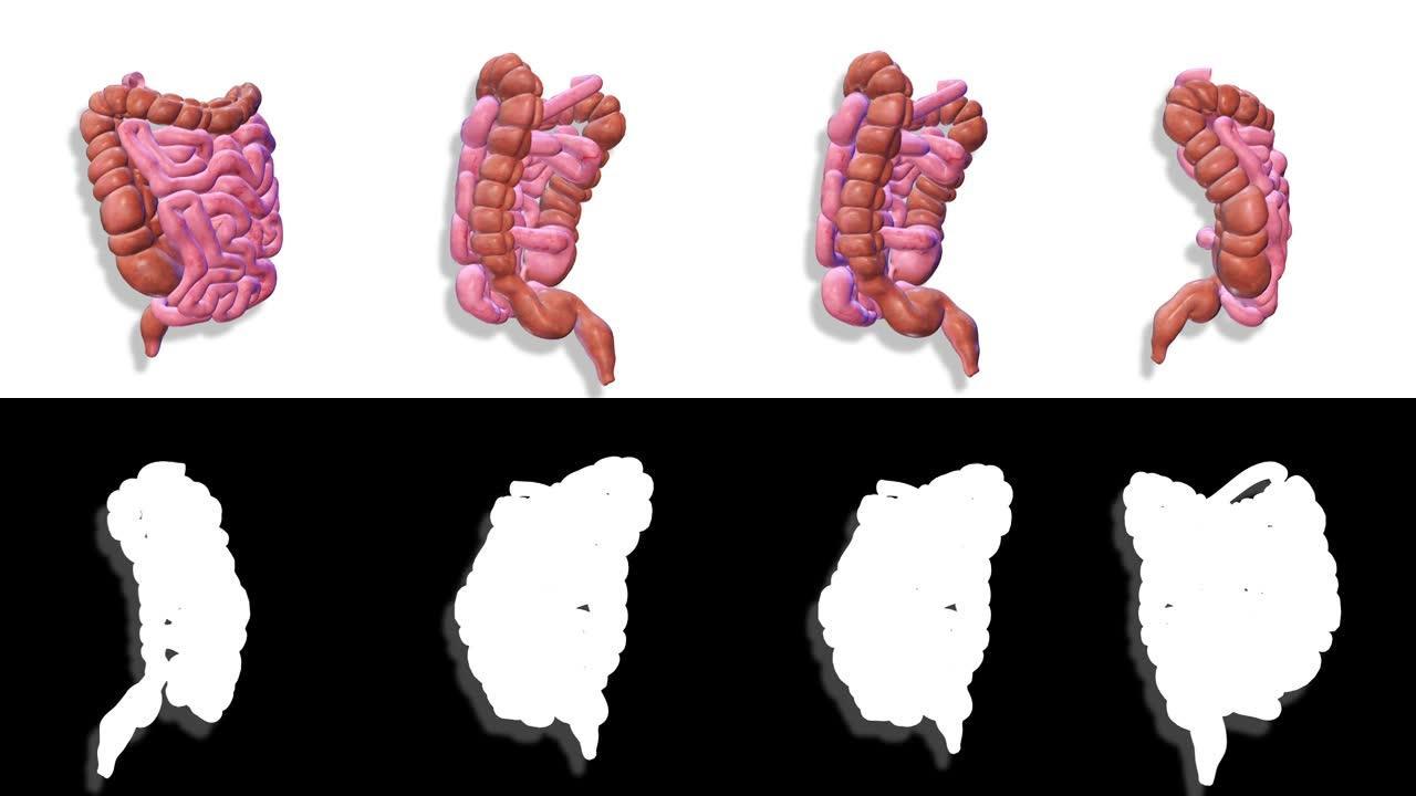肠道，内脏3D渲染，人体解剖
