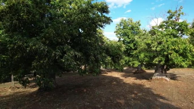 10月在栗子收获前，用几乎成熟的刺猬拍摄了数百年历史的栗子树。平移摄像机运动