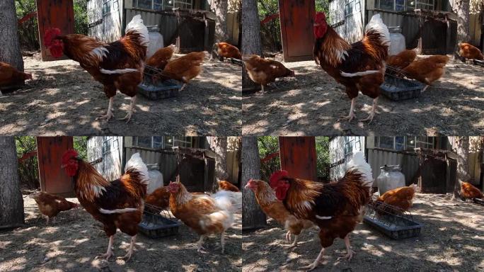 大红棕色白色公鸡拉着脖子环顾四周。鸡走来走去。公鸡的肖像，特写，眼睛水平的相机。