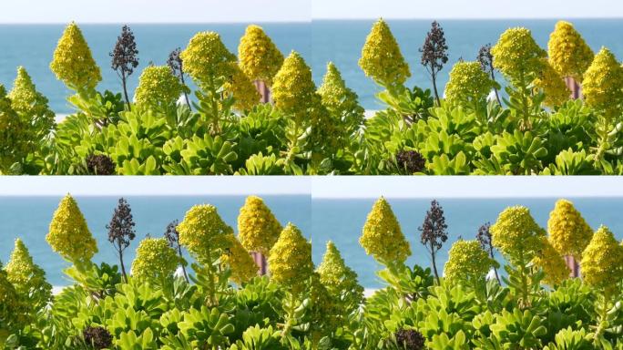 美国加利福尼亚州的黄花树。爱尔兰玫瑰肉质花序。家庭园艺，美国装饰装饰室内植物，天然植物海洋海滩氛围