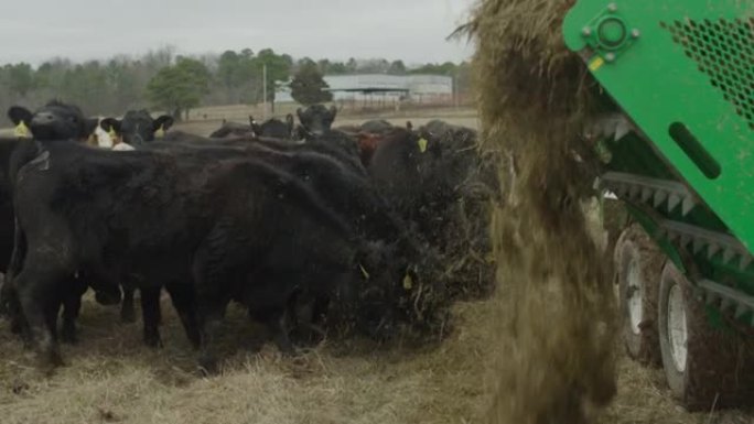 农场设备将松散的干草送入牛场