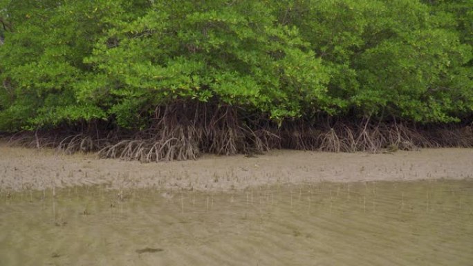 马来西亚Endau，低潮浅水沙滩上的热带红树林树木，根，气胸和气生根