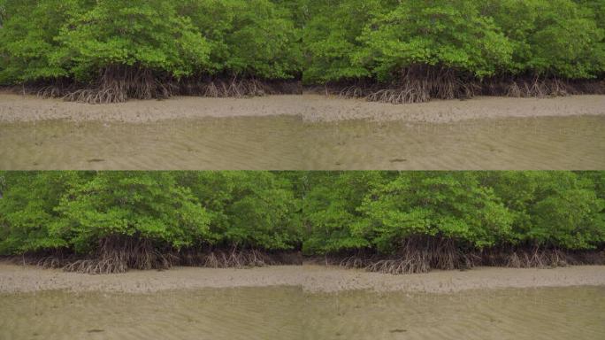 马来西亚Endau，低潮浅水沙滩上的热带红树林树木，根，气胸和气生根