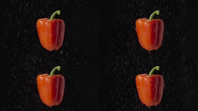 黑色工作室背景下雨中的红甜椒。水滴和飞溅的甜椒。分离的成熟蔬菜，沙拉成分。餐馆的素食主义者。特写。慢
