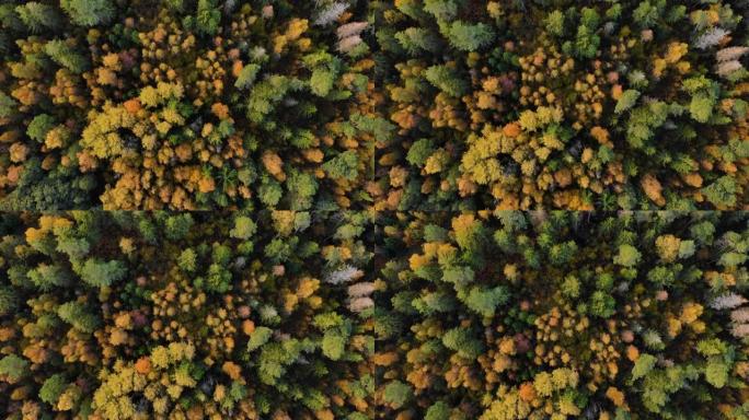 秋天色彩丰富的森林从上面，被无人机捕获。秋天橙色、绿色、黄色、红色的树叶树林。在阳光明媚的日子里，鸟