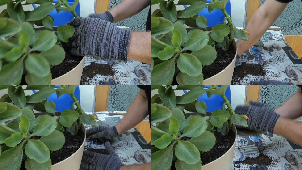 戴手套的手在植物的花盆中添加了少量土壤。