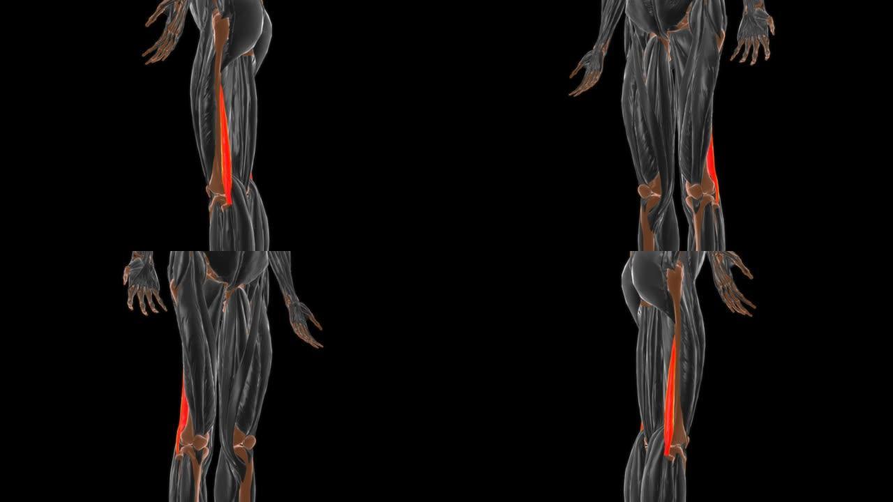 医学概念3D的股二头肌解剖