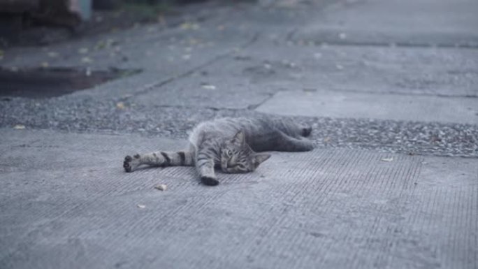 躺在托比街的猫